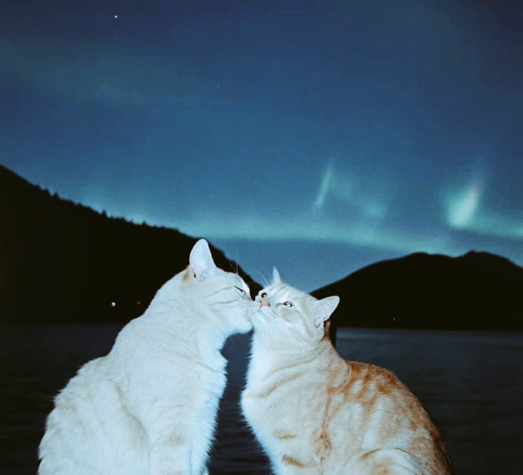 💙 Good night💙☄️
                    Sweet dreams 〜🔹