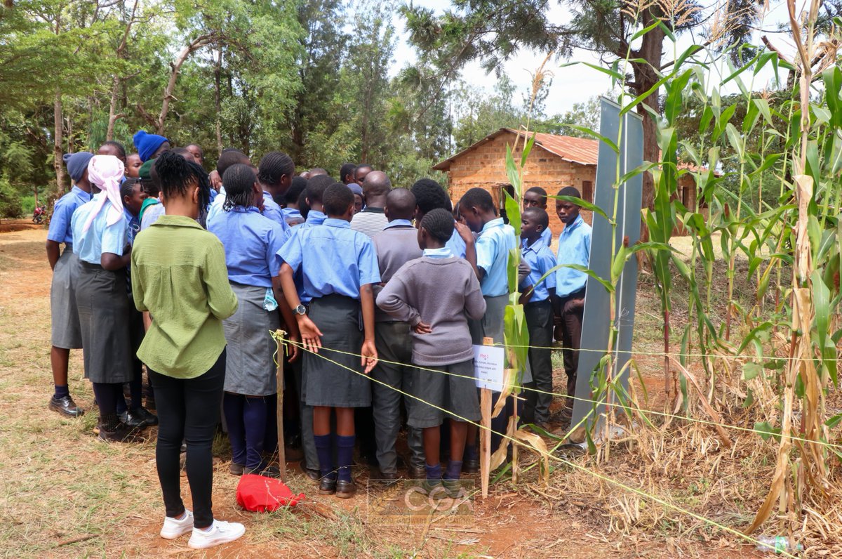 High Iron Beans—locally known as Nyota Beans—are a nutritious, iron-rich food that also causes fewer digestive issues, making them ideal for young people. Recognizing their value, <a href="/cerealgrowerske/">Cereal Growers Association</a>, in partnership with <a href="/AGRA_Africa/">AGRA - Sustainably Growing Africa’s Food Systems.</a>, <a href="/kalromkulima/">KALRO</a>, <a href="/HarvestPlus/">HarvestPlus</a>, and the County