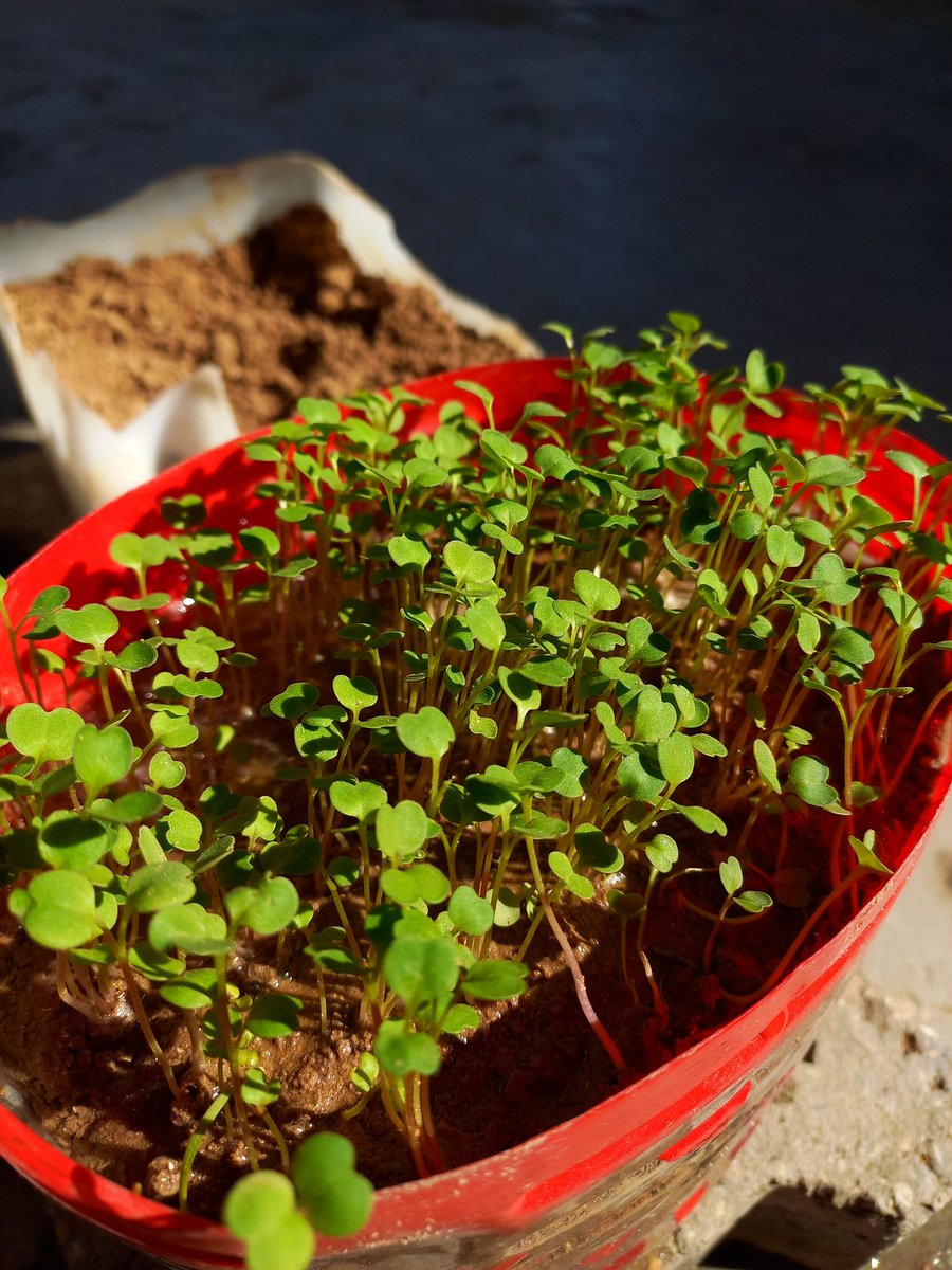 المهم جرجيراتي كبروا 🥹💚..
