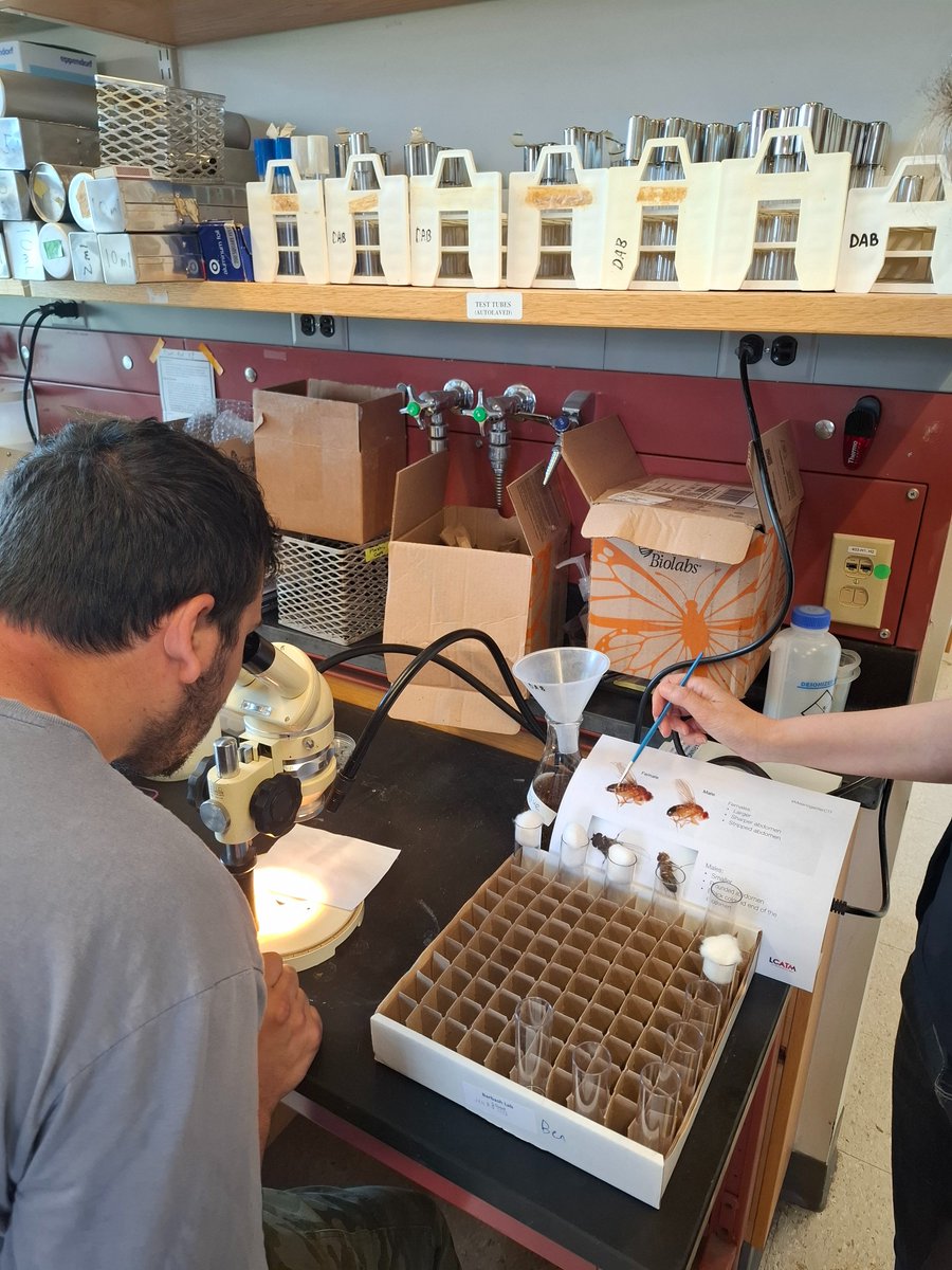LCATMon's tweet image. #MelanogasterCTF #CitizenScience lands in #Ithaca #ny‼️
Thanks @CCETompkins and @Cornell #DanBarbashLab!
What a blast yesterday, the first #Drosophila sampling and classifying field trip at @indiancreekfarmithaca
Thanks everyone!, and welcome to #MelanogasterCTF…