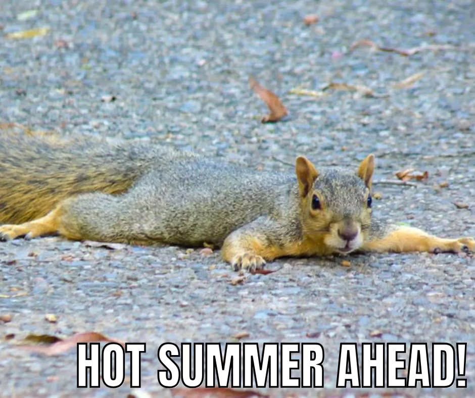 It's so hot that even the squirrels are using sunscreen. As the heat continues, it's important to practice personal safety.
Be sure to:
Drink water often
Take breaks in the shade or A/C
Wear light, loose clothes
Never leave kids or pets in cars
More: scemd.org/prepare/types-…