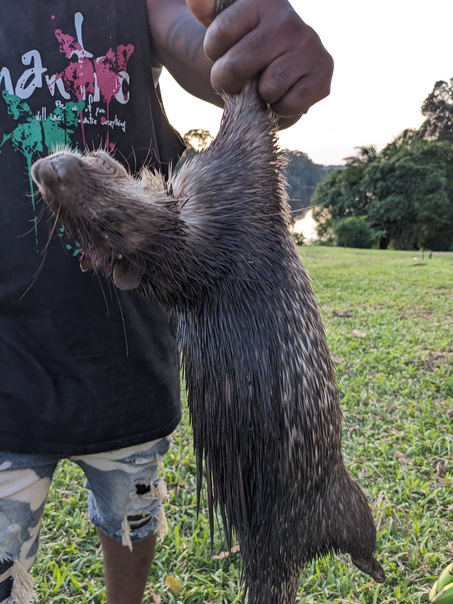 ライトトラップの蛾を食べに来ていたアフリカフサオヤマアラシ…どうやって獲ったのか聞きそびれてしまった
#夏至のげっ歯目祭り