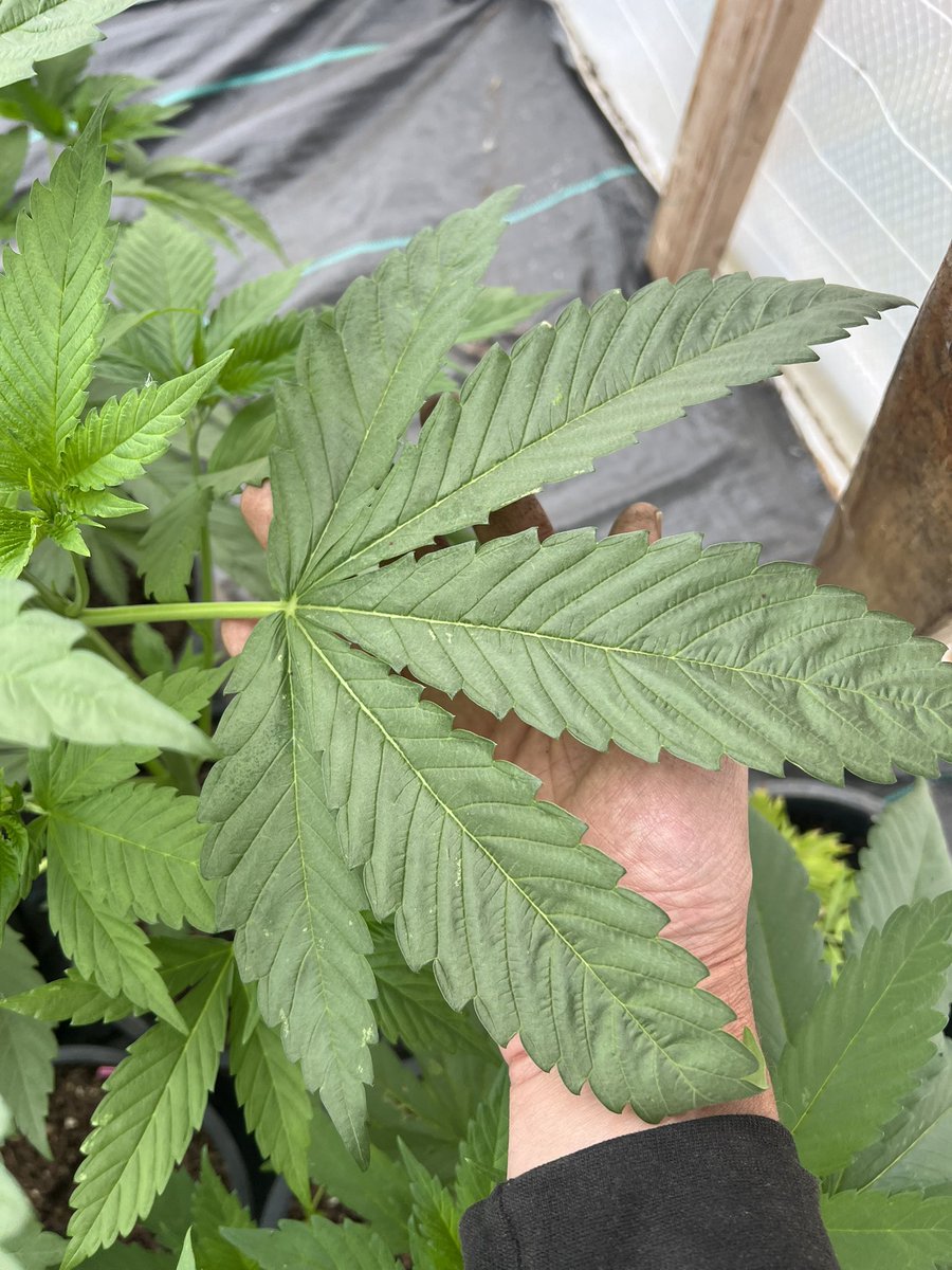 GalacticFarmer1's tweet image. I like big leaves and I can not lie. #Cannabis #Leaf #Indica #PakistaniLandrace