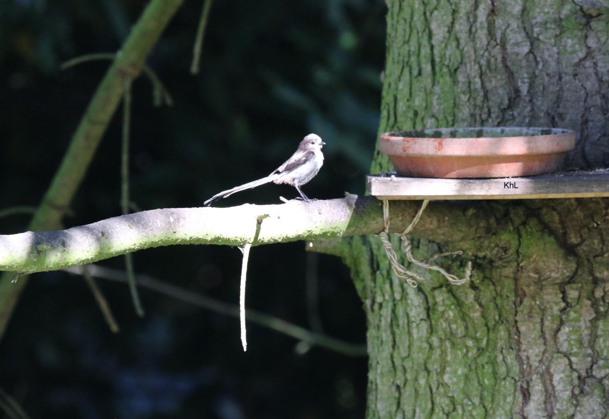 Schönen Abend🫶

Linkes Bild: Disput am Vogelbad.
Rechtes Bild: eine junge Schwanzmeise.
Ich freu mich, die Schwanzmeisen-Gang ist wieder da😁
Bessere Bilder folgen, aber heute ist mir zu heiß in der Sonne🥵