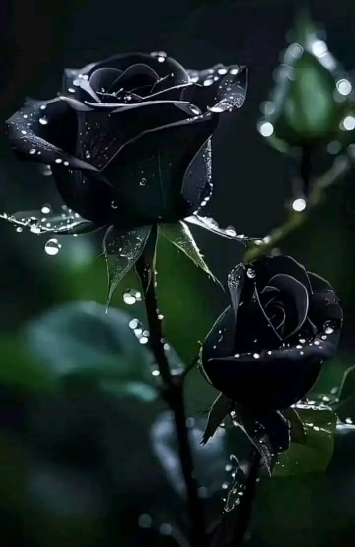 Usted y yo somos dos demonios que nos queremos a kilómetros Y en silencio nos pertenecemos uno al otro sin perder la esperanza de ese abrazo....