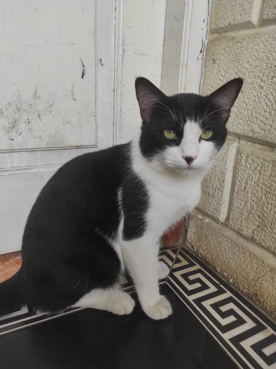 foresttyaa's tweet photo. Open free adopt kucing, pinter pup dan pee nya, makan nya juga ga ribet, anteng bgtt.
- jantan
- umur kurang lebih 1 tahun
- dom depok
Yang tertarik adopt bisa langsung dm aja yaa
#freeadopt #adoptkucing #Cat #adopt #depok https://t.co/8GlJmmXqCc