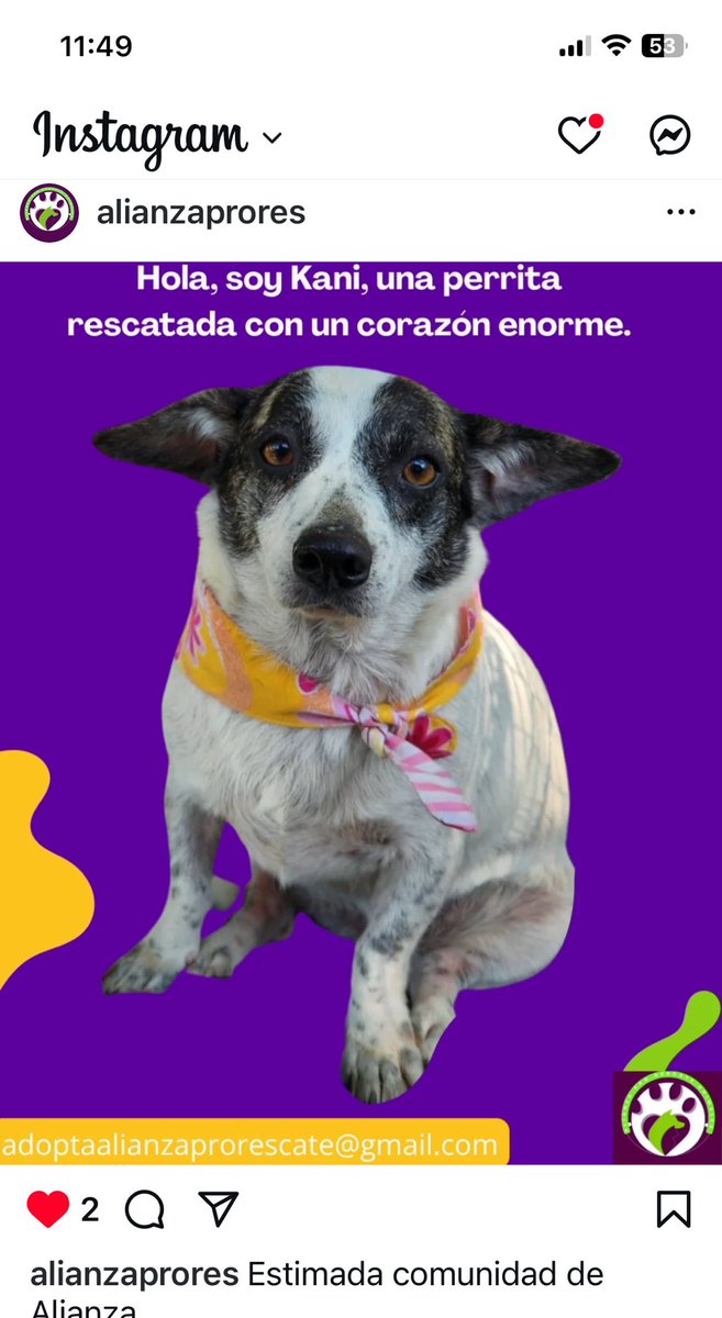 Wanda Luquis-Chaar (@legsluquis) on Twitter photo #adoptanocompres #PuertoRico <a href="/AlianzaProRes/">Alianza Pro Rescate</a> contacto #adoptanocompres #PuertoRico <a href="/AlianzaProRes/">Alianza Pro Rescate</a> contacto