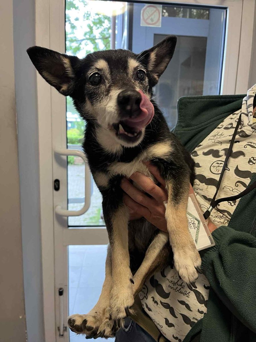 Komu się zgubiła ta śliczna psinka ❤️? Kochający Dom potrzebny na cito!