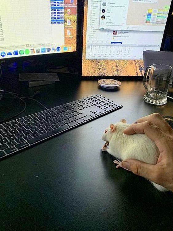 Ina Moon tweet media