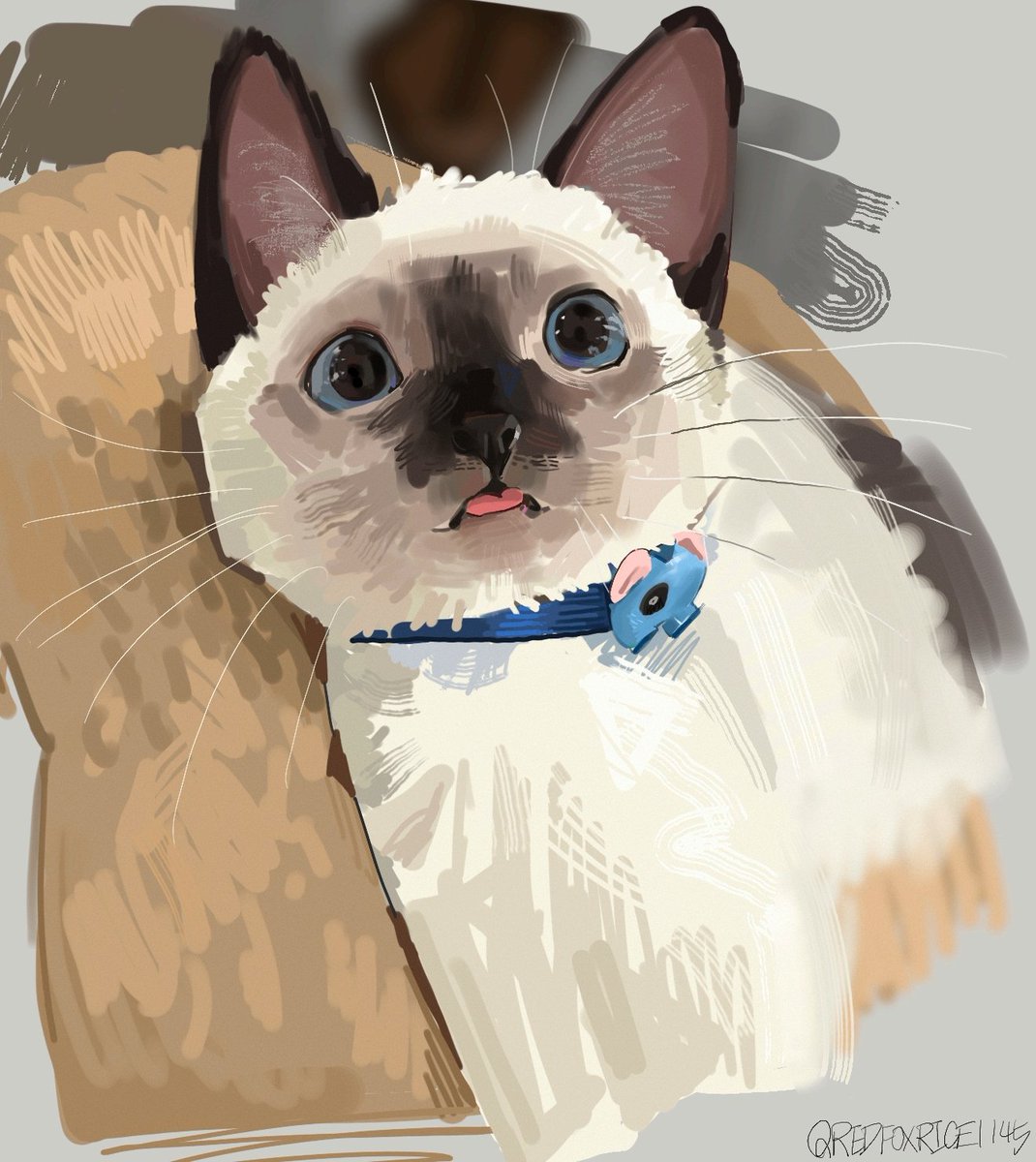 redfoxrice1145's tweet image. 🐈🐈‍⬛🐈🐾🐾