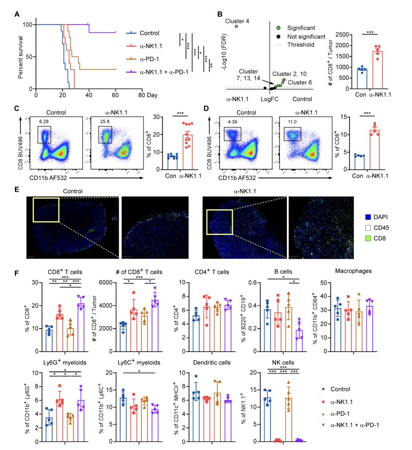 #ScienceSaturday

❓Why don’t some immune cells perform well in the fight against #cancer?

➡️ In this study, No-Joon Song et al. found that certain natural killer (NK) cells inside tumors can actually block the growth of the CD8+ T cells we need to fight cancer, while allowing