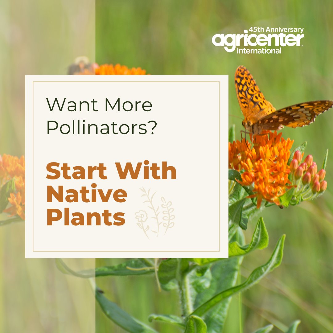 Want to see more butterflies, bees, and blooms?
Some great choices for West TN:
• Purple coneflower
• Butterfly milkweed
• Black-eyed Susan
• Bee balm
Beautiful, low-maintenance, and built for our climate!
#Agricenter #PollinatorWeek #WestTN #RootedInConservation