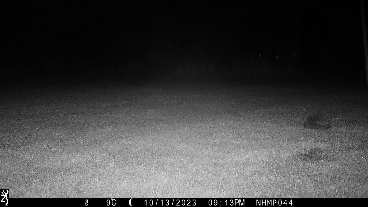 Hedgehog Society (@hedgehogsociety) on Twitter photo π π¦
In partnership with <a href="/PTES/">People's Trust for Endangered Species</a>, we're leading the National Hedgehog Monitoring Programme, surveying #hedgehogs across the UK using AI & volunteers!
Help spot 'hogs on our specialist NHMP trail camera photos π nhmp.co.uk
π· NHMP π π¦
In partnership with <a href="/PTES/">People's Trust for Endangered Species</a>, we're leading the National Hedgehog Monitoring Programme, surveying #hedgehogs across the UK using AI & volunteers!
Help spot 'hogs on our specialist NHMP trail camera photos π nhmp.co.uk
π· NHMP