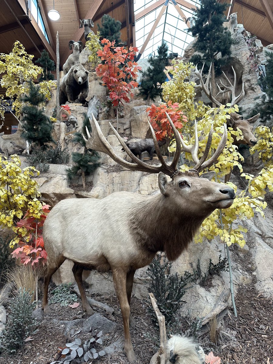 The European mind cannot comprehend this shopping experience.