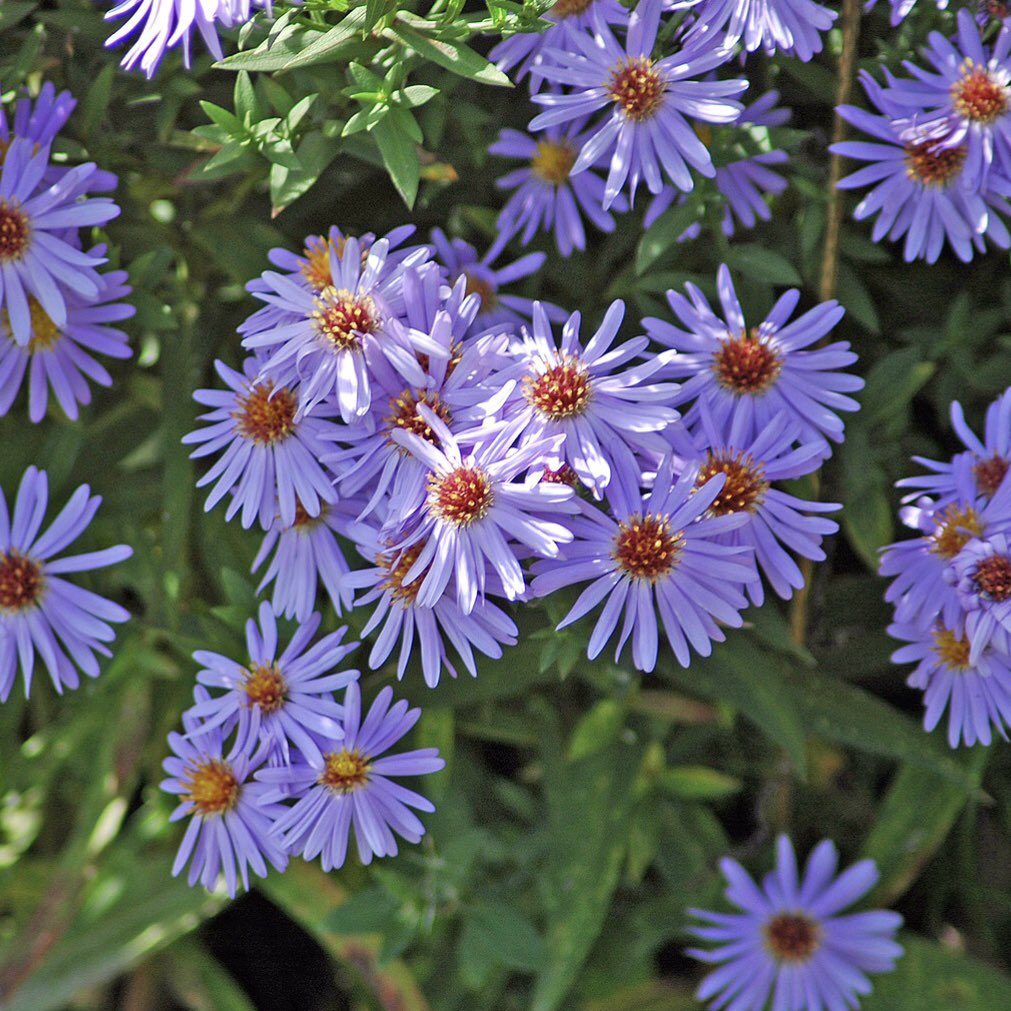 Aromatic Asters. They are part of the daisy family &amp; typically bloom in the fall. They have bright purple petals with a red to yellow center. #Asters are known to attract bees &amp; butterflies.

#SquareCropSaturdays #FlowersOnSaturday #FlowersOnX #Flowers 

shonnahawkins.smugmug.com
