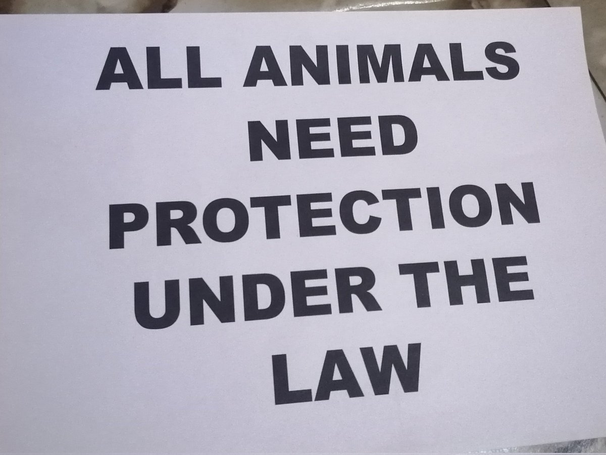 Catherine_cat23's tweet photo. , 💔Every day, countless animals face threats from habitat loss, pollution, poaching, death and cruelty.
Together we can stop this
#petadoption #rescue #reel #Repost #help #SaveACat #USPCA 
@Lin11W @PeterAskin1 @MerylMmciscoil @pocs80
@BMWBondGirl
@catbutlerdanny
@haug4_haug

🆘 https://t.co/bvODDbX55N