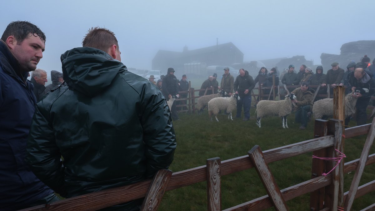 It's the  hottest day of the year, so here's the yow judges at Tan Hill 3 weeks ago   #SheepOfTheDay