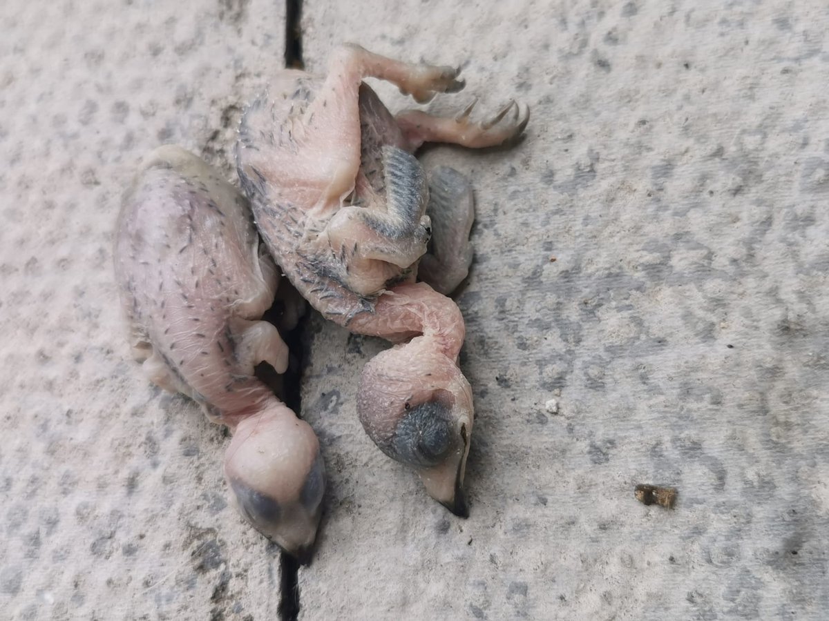 WriterHannahBT's tweet image. These swifts got too hot, ejected themselves from their nest&amp;amp;died. If you find a chick alive I can talk you through how to help. May their little lost lives be a warning for us to help wildlife through this hot weather. Put shallow dishes of water out.