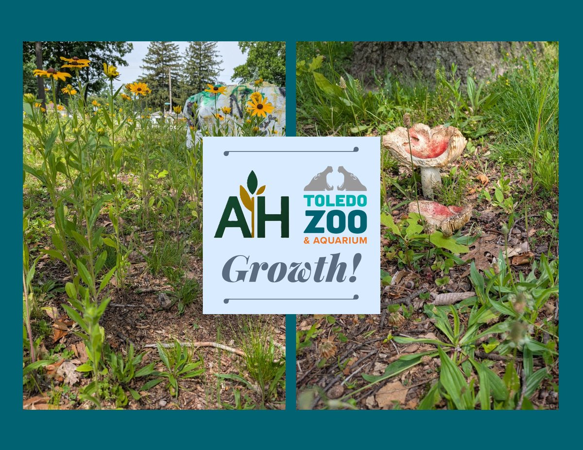 Our Prairie is finally starting to come in and we're seeing some new (but native :) species move in!