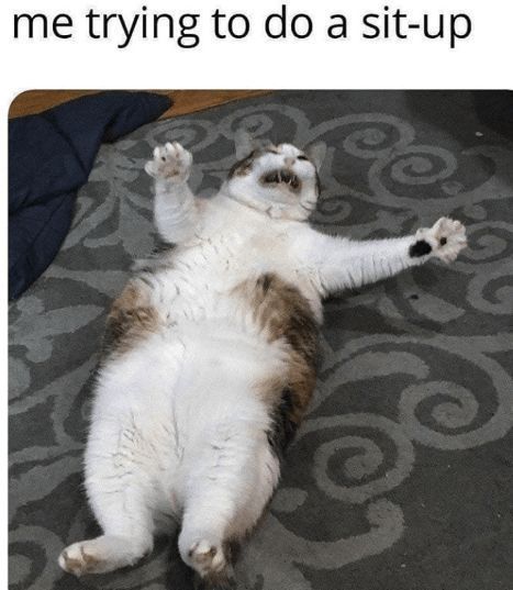 TweetsOfCats's tweet image. 