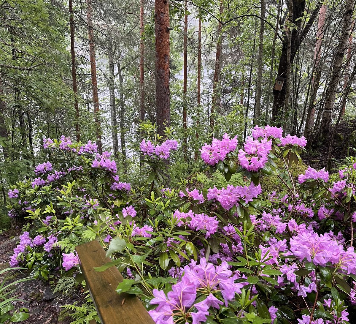 Hyvää juhannusta! #juhannus2025