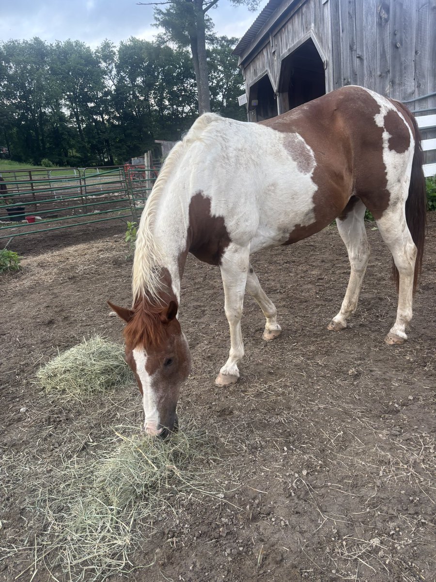Comanche wanted to thank everyone that helped but 28 bags of grain this month!! We can’t thank you enough for your continued support