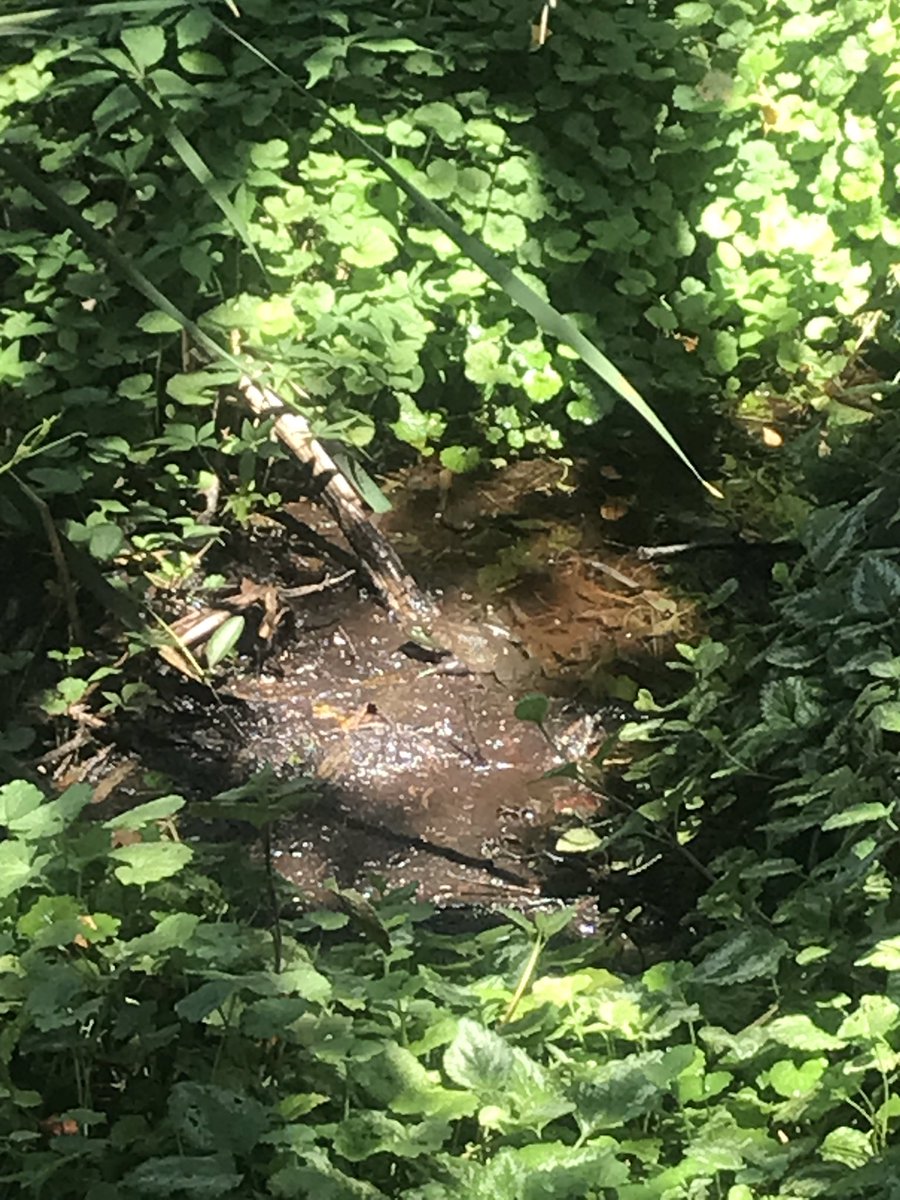 I spy Sunshine Frog.