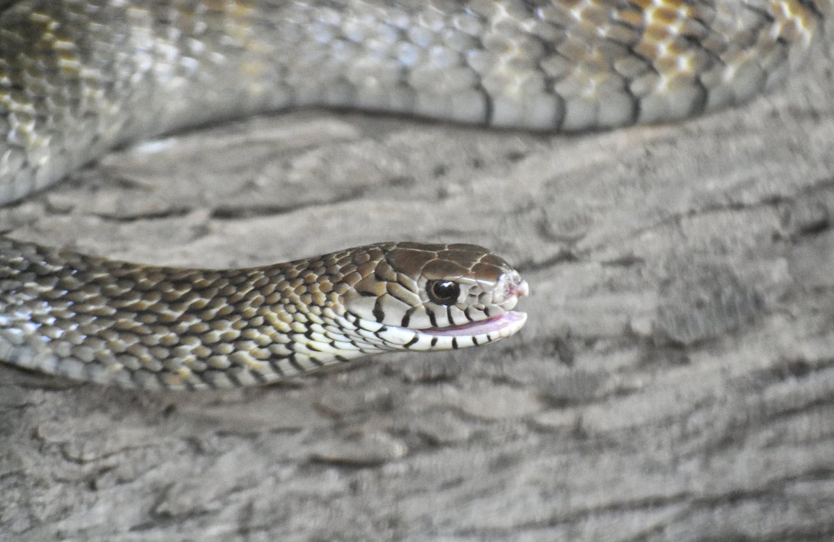 #Snake
#Pune