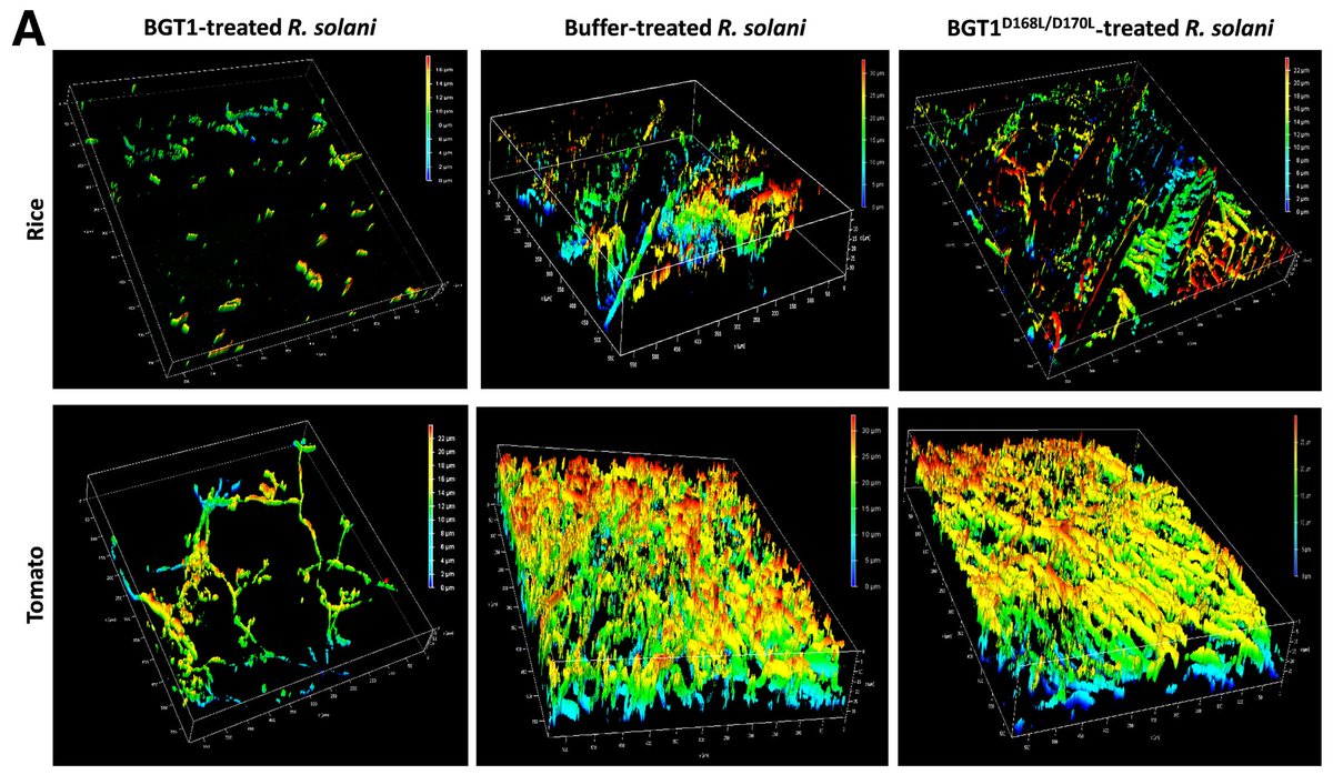 Phytopathology® (@phytopathologyj) on Twitter photo Amrita Pradhan, Sunil K. Yadav, and <a href="/jmsgopal1/">Gopaljee jha</a> report that a glycosyltransferase-like protein (BGT1) from #Burkholderia gladioli shows strong antifungal activity and reduces sheath blight severity in rice without harming plants. doi.org/10.1094/PHYTO-… Amrita Pradhan, Sunil K. Yadav, and <a href="/jmsgopal1/">Gopaljee jha</a> report that a glycosyltransferase-like protein (BGT1) from #Burkholderia gladioli shows strong antifungal activity and reduces sheath blight severity in rice without harming plants. doi.org/10.1094/PHYTO-…