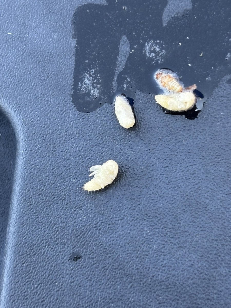 Mitch Montgomery tweet media