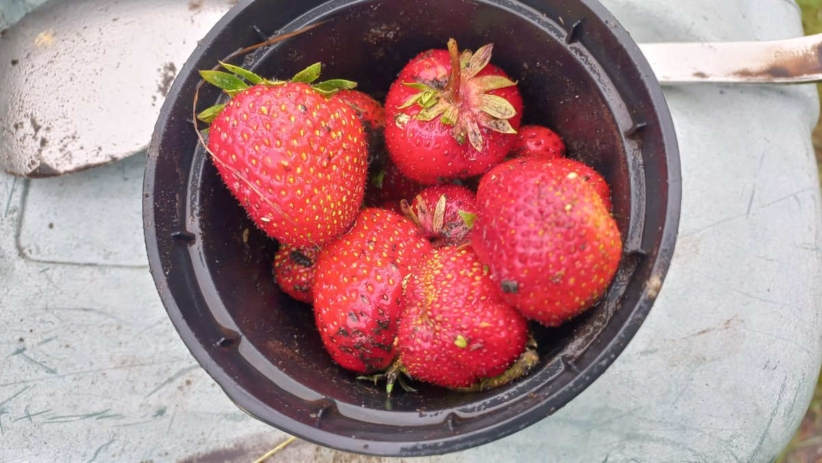 woordlicht's tweet image. Kijk wat een grote radijzen! En de aardbeien blijven maar geven 🥰
Wat oogst jij nu uit jouw moestuin?
Wil je leren moestuinieren als een pro? Als mijn kennis schreef ik op in 250 lessen, elke week 5.
1x betalen is lifetime toegang! moestuinierenmetkinderen.nl/moestuincursus/ #moestuintips #moestuin