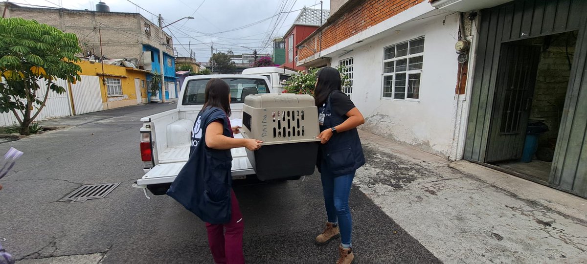 En atención a una denuncia ciudadana, acudimos a Santa Cruz Meyehualco, #Iztapalapa para la entrega voluntaria de una perrita 🐶 de 9 meses aprox. que no contaba con un sitio de alojamiento adecuado ni esquema de vacunación. Será atendida y resguardada por un particular. 🙏🏼🐾