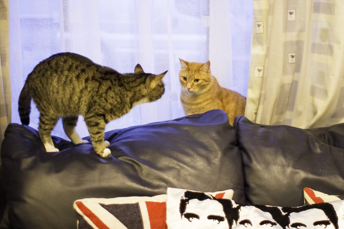 Johnny coolcat R.I.P Memorial page (@johnny_coolcat) on Twitter photo 