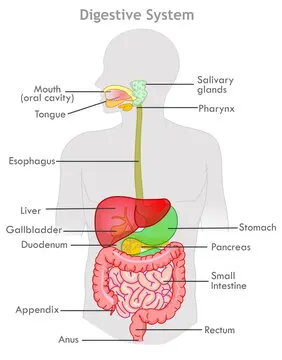 animaldocfilm's tweet photo. They told you meat is bad for your gut.

That it lacks fiber, so it can't support a healthy microbiome. That it promotes inflammation and disease. Here’s the truth:

1. Meat digests cleanly, with no fermentation

Meat is composed of highly bioavailable proteins and fats, not fermentable carbohydrates.

It’s broken down efficiently in the stomach and small intestine — where pepsin, HCl, and pancreatic enzymes dismantle amino acids and fats for direct absorption.

No fiber = no fermentation. Which means no gas, no bloating, and no endotoxins (like lipopolysaccharide, or LPS), which are byproducts of gram-negative bacterial fermentation in the colon.

So while fiber feeds microbial fermentation (producing short-chain fatty acids but also gas, histamines, and inflammatory byproducts), meat bypasses that entire process.

2. Meat supports gut integrity

The amino acid glutamine, abundant in meat, is the preferred fuel source for enterocytes (the cells lining your gut wall).

Without adequate glutamine, the gut lining deteriorates, increasing intestinal permeability ("leaky gut").

Other gut-healing nutrients from meat:

- Glycine and proline (from collagen-rich cuts and bone broth): essential for repairing the gut mucosa.

- Zinc: vital for intestinal barrier repair and immune regulation.

- Vitamin A and retinol: support mucosal immunity and gut lining health.

- Carnitine, carnosine, taurine: antioxidant and mitochondrial support for epithelial cells.

3. Meat doesn't feed dysbiosis

Diets high in fermentable fiber (especially insoluble fiber) can overfeed pathogenic bacteria and yeasts in people with dysbiosis or SIBO (Small Intestinal Bacterial Overgrowth).

This creates:

- Endotoxemia: inflammatory compounds leaking into circulation.

- Immune overactivation: chronic low-grade inflammation (via TLR4 signaling from LPS).

- Neurological symptoms: brain fog, mood swings, fatigue, even autoimmune flare-ups.

Carnivore diets eliminate the fuel source for microbial overgrowth, giving the gut a chance to reset and heal.

That’s why people with Crohn’s, colitis, IBS, and SIBO often thrive on animal-based diets.

4. The probiotic myth

“Probiotic” doesn’t just mean bacteria. It means pro-life for the gut.

And that’s what meat is — a foundational input for gut cell health, immune balance, and mucosal resilience.

Fiber is not essential. Probiotic pills are not essential.

What’s essential is rebuilding the gut wall, nourishing the immune system, and reducing microbial stress.

Meat does all of that without causing fermentation or inflammation.