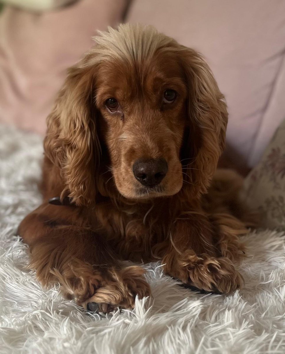 🆘18 Jun 2025 #Lost Otis #ScanMe
Ruby Cocker Spaniel Male.  Scared #Rescue
Pont-Y-Felin Lane, New Inn, #Newport #Wales #NP4
#Pontypool
doglost.co.uk/dog/198702