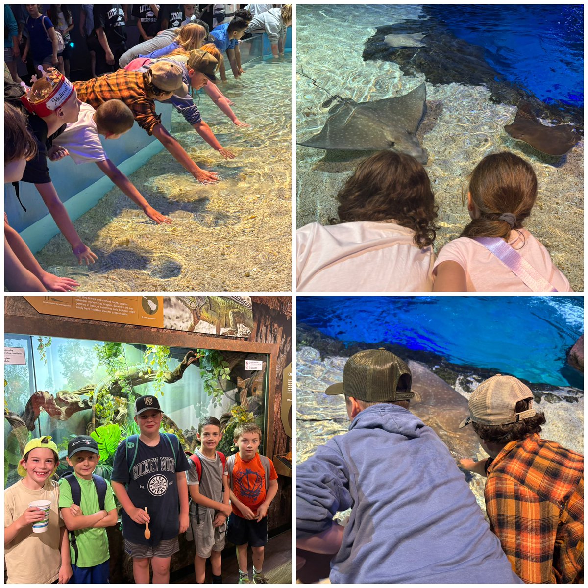 stluke130's tweet image. More fun pictures from the trip to Riley’s Aquarium and Medieval times! #PVNCBeingcommunity #PVNCBeingcreative