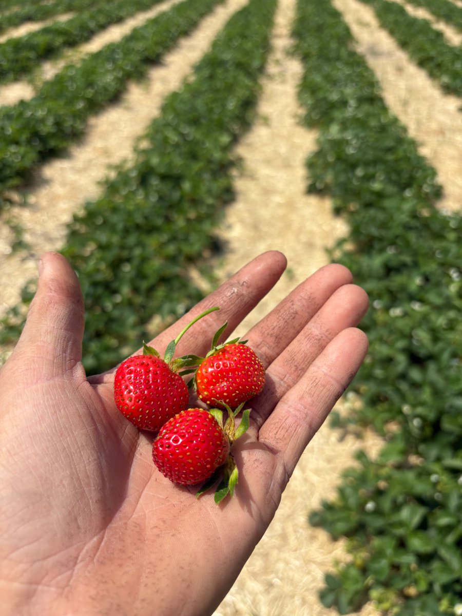 Nice little treat. Patch prep continues. Should be still around July 1st open!