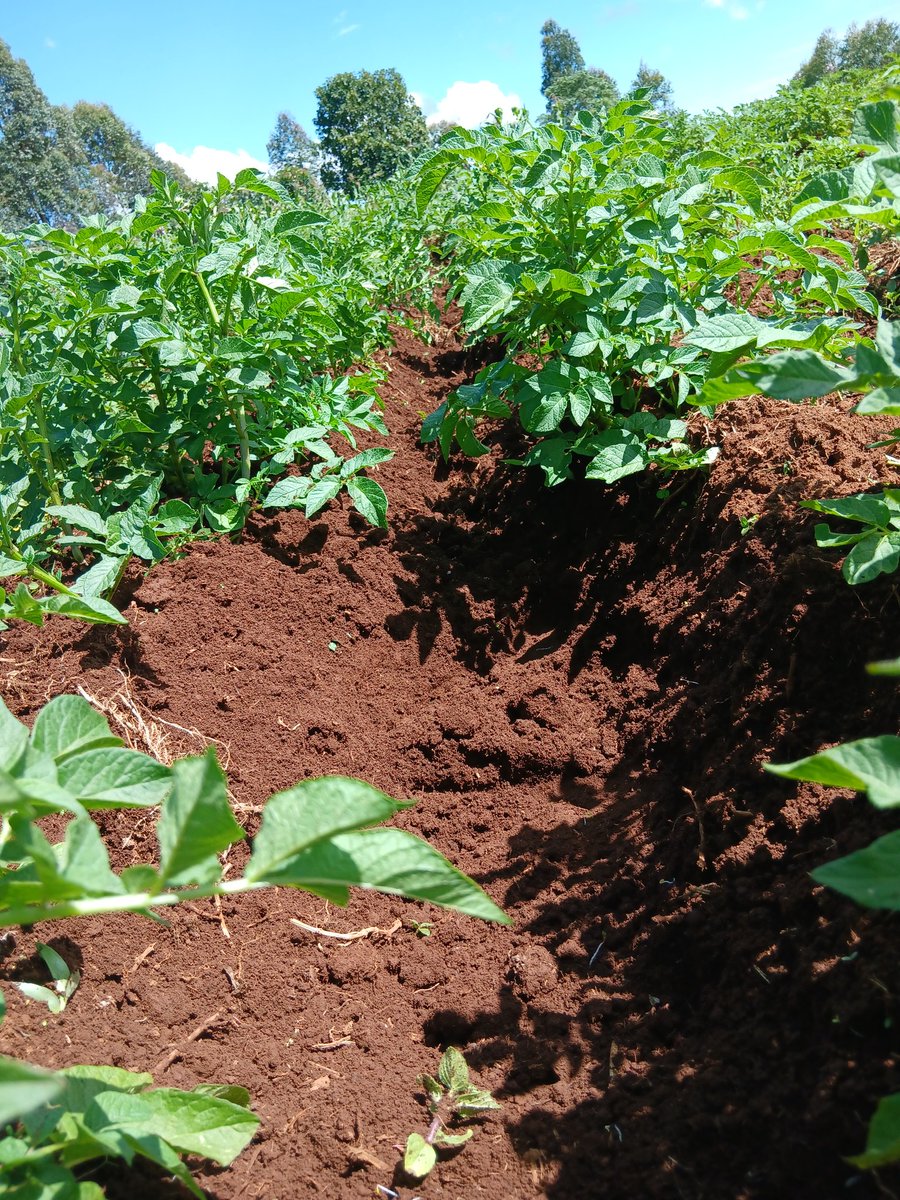 Agrisolution20's tweet photo. Potato farming is one of the most widespread and important agricultural activities around the world. Potatoes, a staple food in many cultures, are rich in carbohydrates and offer essential nutrients like vitamin C, potassium, and fiber. https://t.co/8CfAD1v1kP
