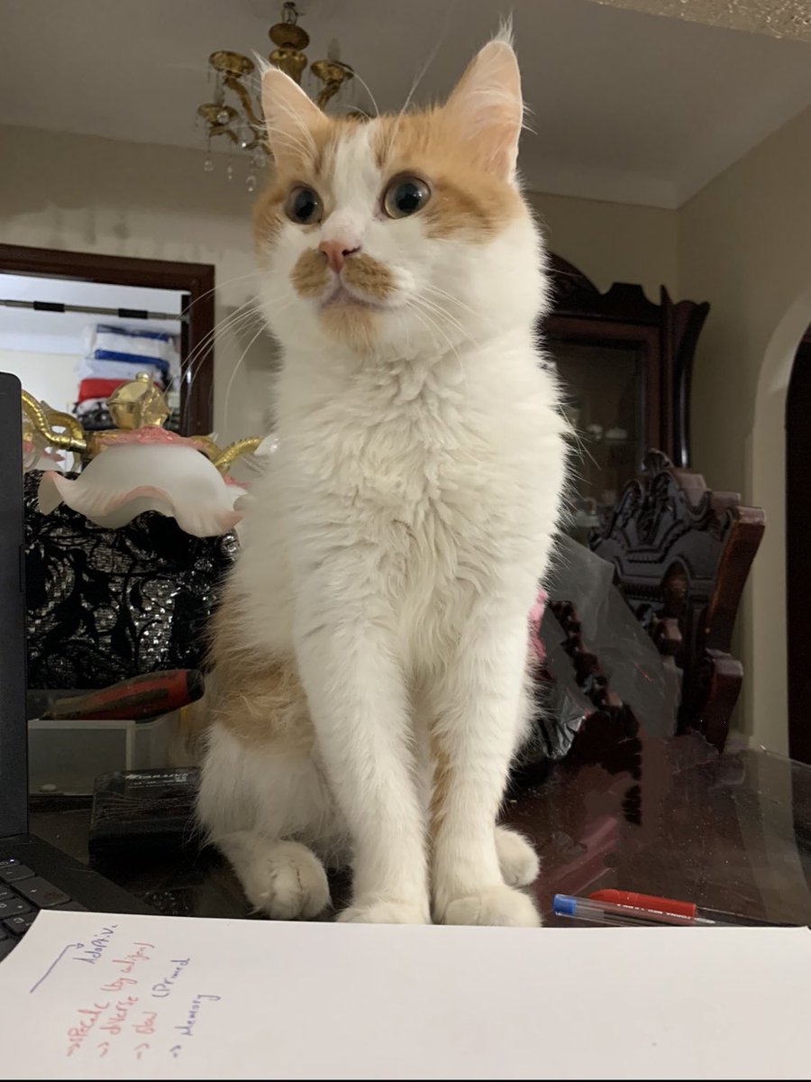 yourfavpetz's tweet photo. شنبو 🐈
📸 @Mariemmss12 https://t.co/o7Ee8mfjNe