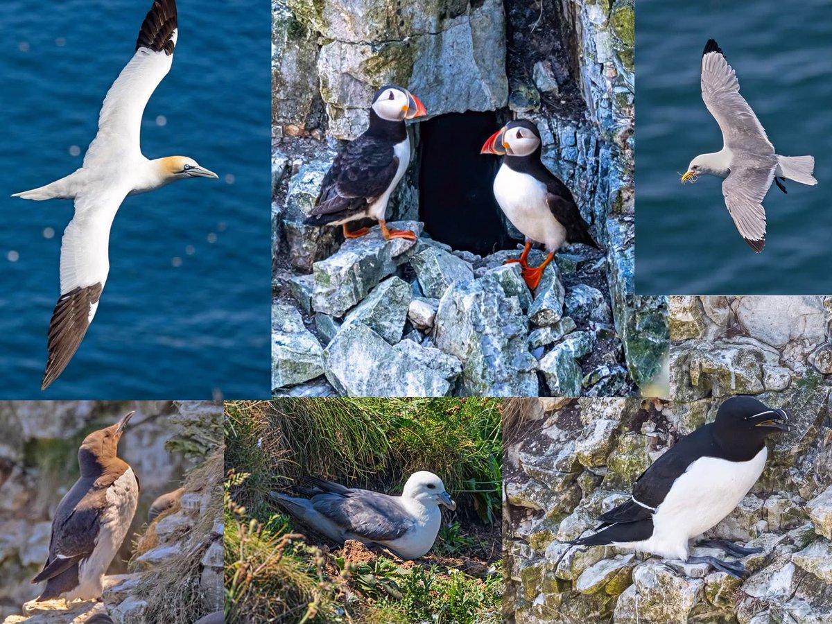 Dave Ward (@dwardphotos) on Twitter photo Collage of the main seabirds at RSPB Bempton Cliffs today.
Clockwise from top left:- Gannet, Puffins, Kittiwake, Razorbill, Fulmar & Guillemot <a href="/nybirdnews/">NorthYorksBirdNews</a> <a href="/Bempton_Cliffs/">RSPB Bempton Cliffs</a> Collage of the main seabirds at RSPB Bempton Cliffs today.
Clockwise from top left:- Gannet, Puffins, Kittiwake, Razorbill, Fulmar & Guillemot <a href="/nybirdnews/">NorthYorksBirdNews</a> <a href="/Bempton_Cliffs/">RSPB Bempton Cliffs</a>