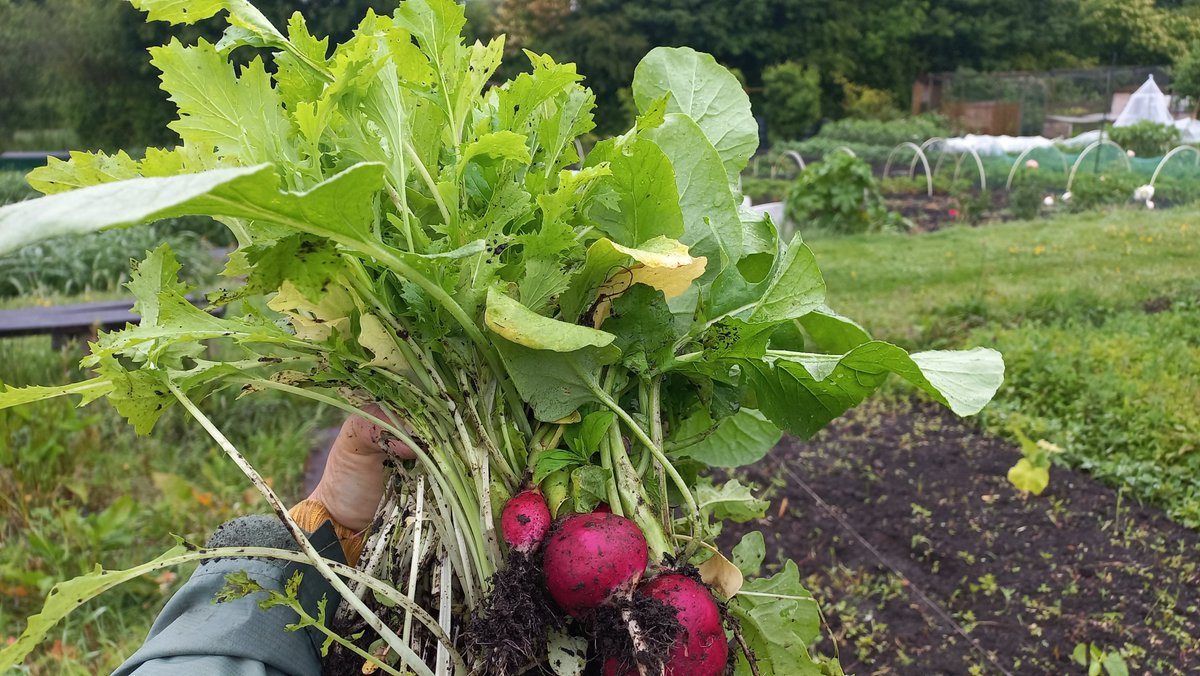woordlicht's tweet image. Kijk wat een grote radijzen! En de aardbeien blijven maar geven 🥰
Wat oogst jij nu uit jouw moestuin?
Wil je leren moestuinieren als een pro? Als mijn kennis schreef ik op in 250 lessen, elke week 5.
1x betalen is lifetime toegang! moestuinierenmetkinderen.nl/moestuincursus/ #moestuintips #moestuin