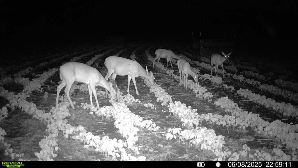 Mike Mulvaney (@thedirtdude) on Twitter photo Eat up, ladies! Our deer trail for <a href="/SoybeanScience1/">Science for Success</a> <a href="/MSU_AG/">MSU CALS/MAFES</a> <a href="/MSUExtService/">MSU Extension</a> <a href="/MSSOY/">MS SOYBEAN BOARD</a> Eat up, ladies! Our deer trail for <a href="/SoybeanScience1/">Science for Success</a> <a href="/MSU_AG/">MSU CALS/MAFES</a> <a href="/MSUExtService/">MSU Extension</a> <a href="/MSSOY/">MS SOYBEAN BOARD</a>