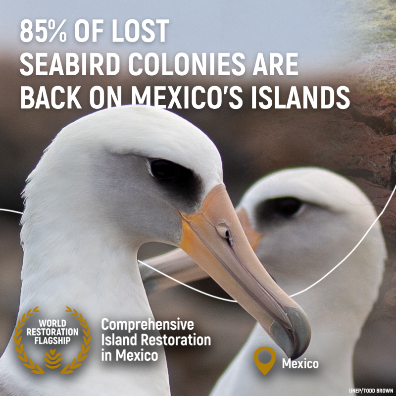 UNEP's tweet photo. Once threatened by invasive species, Mexico’s islands are now thriving ecosystems.

Thanks to @CONANP_mx, @IslasGECI and partners, 85% of seabird colonies have returned.

Bravo to this new @UN World Restoration Flagship! #GenerationRestoration