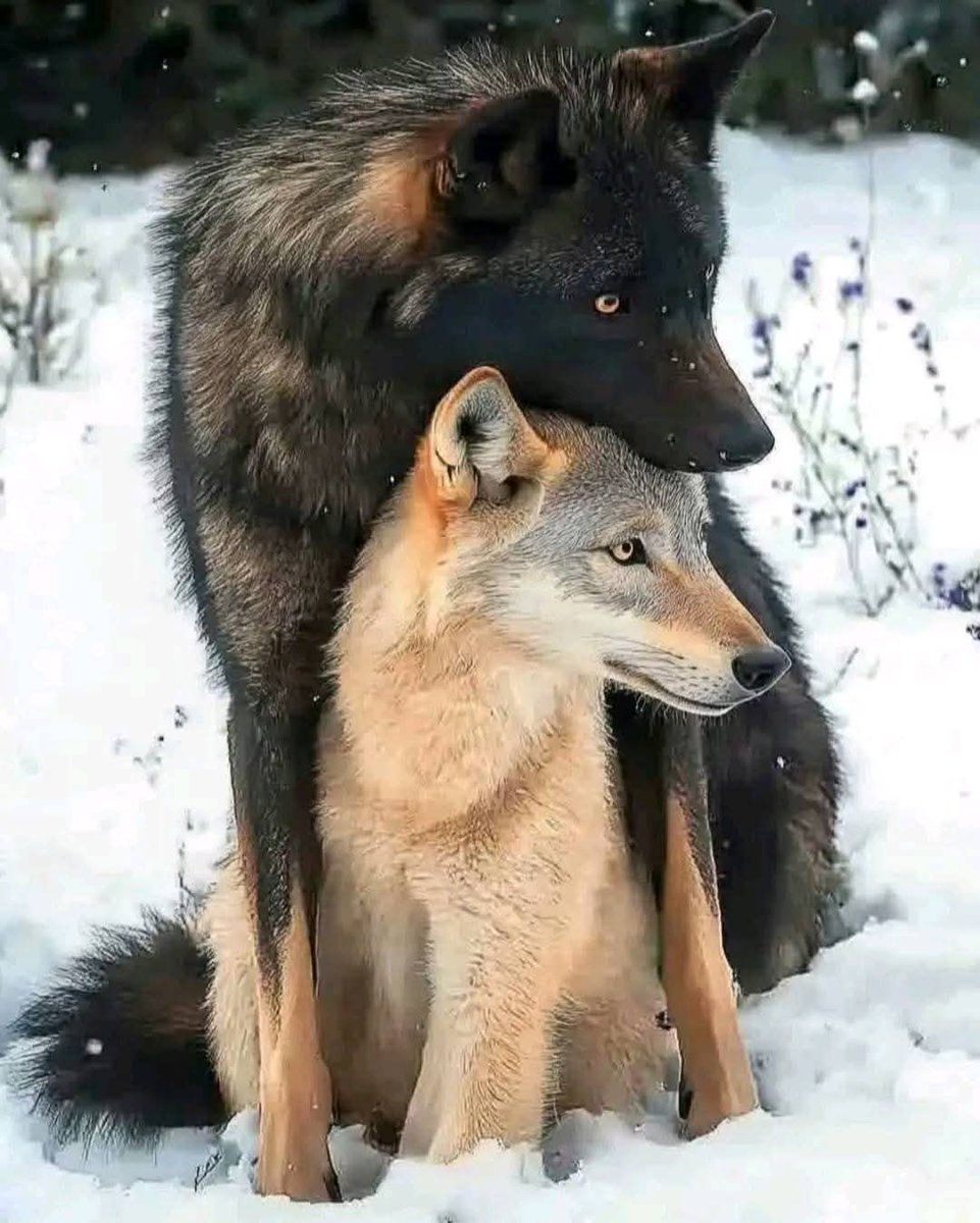 𝐀𝐫𝐞 𝐲𝐨𝐮 𝐚 𝐇𝐮𝐠 𝐅𝐚𝐧 𝐨𝐟 𝐖𝐨𝐥𝐯𝐞𝐬 𝐉𝐮𝐬𝐭 𝐭𝐲𝐩𝐞 𝐛𝐢𝐠 𝐘𝐄𝐒 🐾🐾🤎🐾🤎🐾