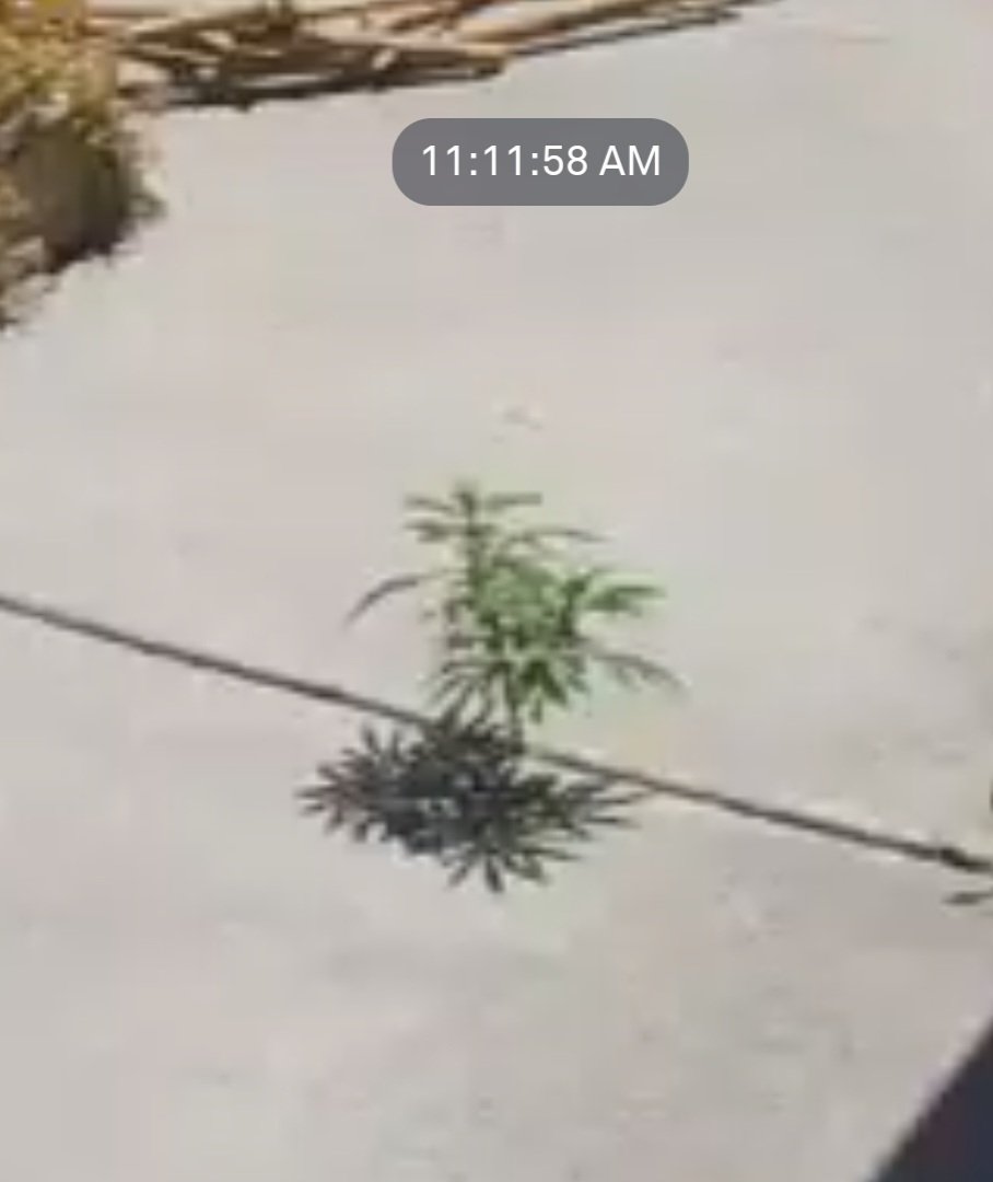 No matter how you grow, organic ,living soil , coco , tent ,greenhouse, or outdoors 
You can do it,  cannabis is a survivor. What are you growing and how?