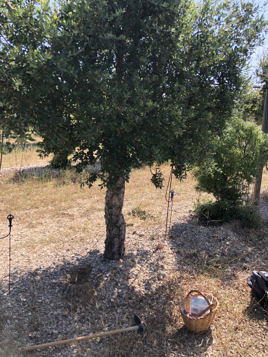 MarcosMorcillo's tweet photo. Sampled a #cork oak (Quercus #suber) orchard producing Tuber #melanosporum in the northeast of Catalonia. You can notice how due to low elevation (150m) in this spot brules are more intense in the north side of trees https://t.co/4A08iIcLk6