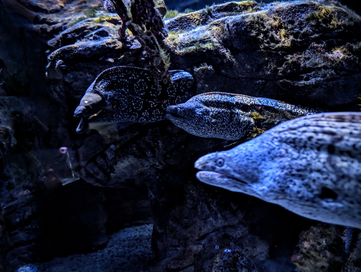 🐟 These Eels chilling out here. 🐟