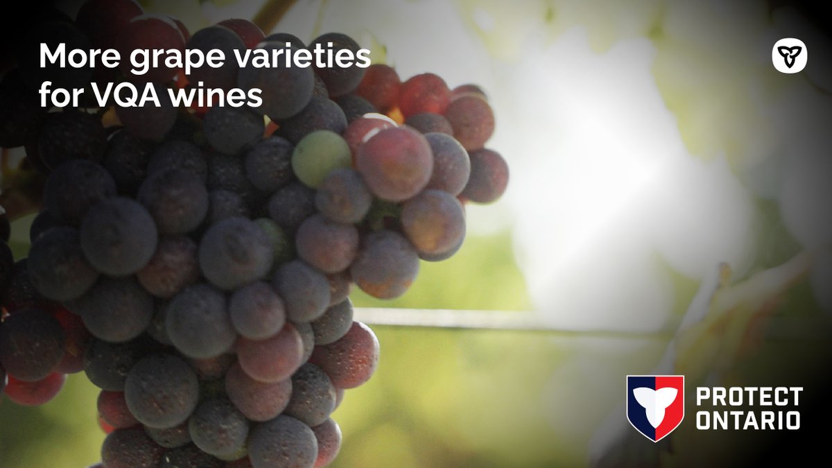 Ontario has approved 24 new grape varieties for #VQA wines — just in time for Buy Ontario, Buy Canadian Day on June 27!
✅ 100% Ontario-grown
✅ Less reliance on chemicals
✅ Supporting local wineries

Celebrate #OntarioWineWeek by choosing local. 

news.ontario.ca/en/release/100…
