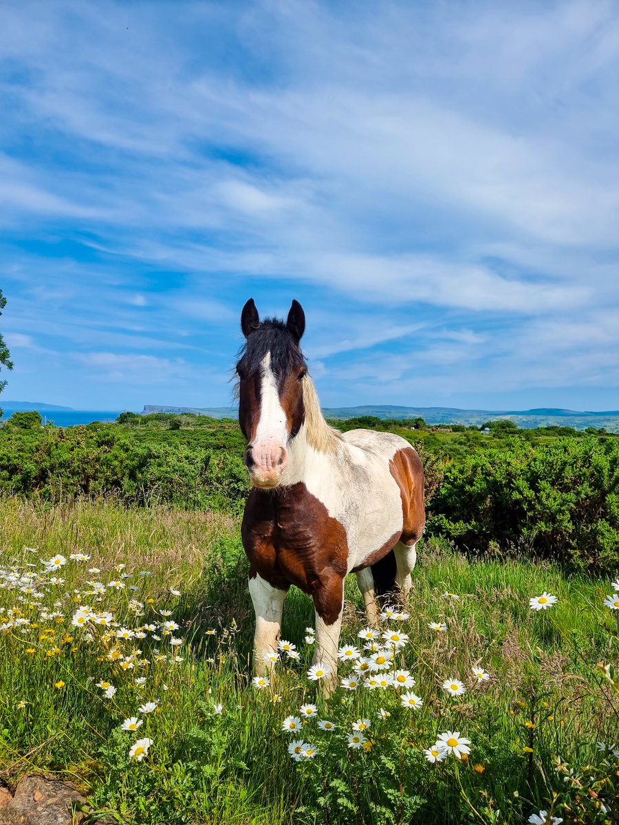 Beautiful boy ❤️ #Ballycastle #NorthernIreland #causewaycoast #photography #causewaycoast #NorthernIreland #beautiful