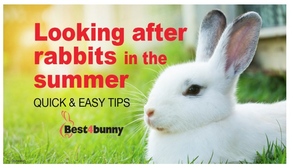 Follow our simple &amp; practical tips to keep your bunny cool &amp; healthy here in our latest blog... best4bunny.com/looking-after-…
#heatwave #heatwave2025